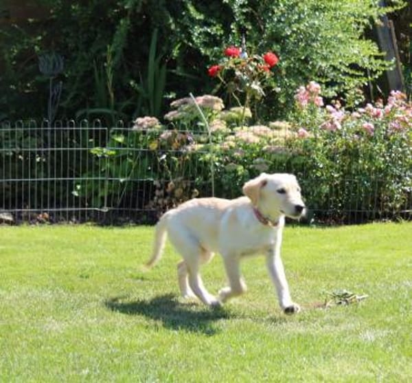 Kleine Iris sucht ein für Immer Zuhause