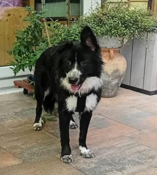KIRA - auf Pflege in 96xxx Weißenbrunn!