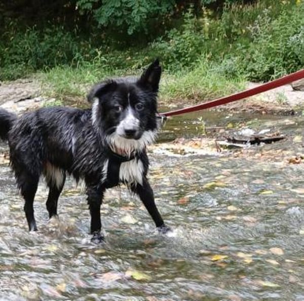 KIRA - auf Pflege in 96xxx Weißenbrunn!