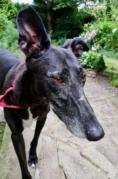 Primavera - Labrador unter den Galgos