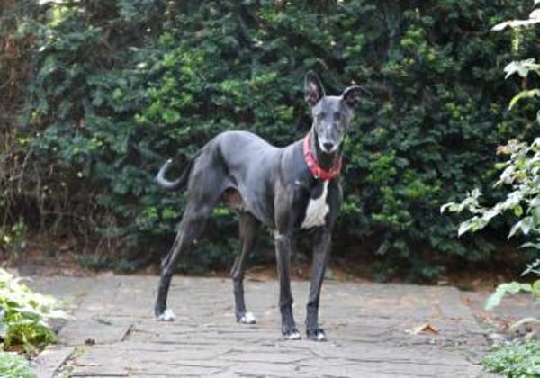 Primavera - Labrador unter den Galgos