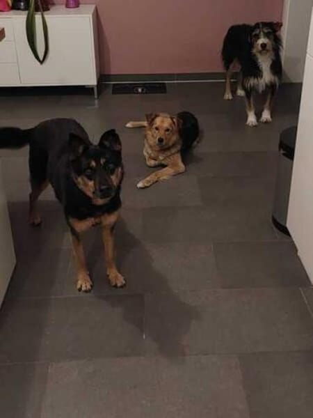 MIRI * unkomplizierte Familienhündin