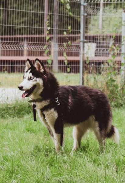 Lumi
