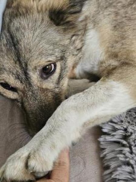 verkuschelte Lupita sucht Zuhause
