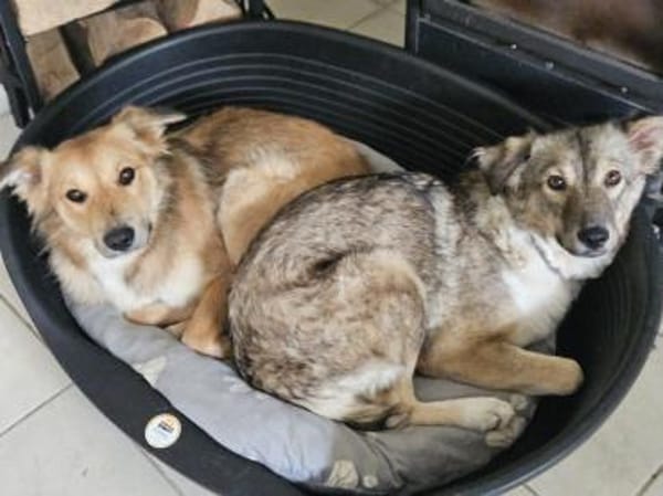 verkuschelte Lupita sucht Zuhause