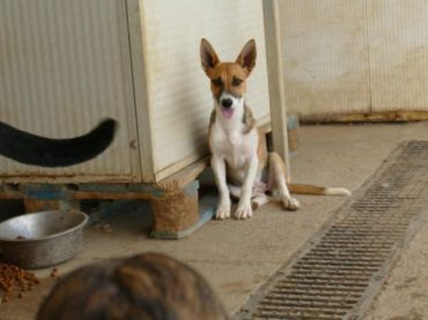 Ira sucht ein liebevolles Zuhause
