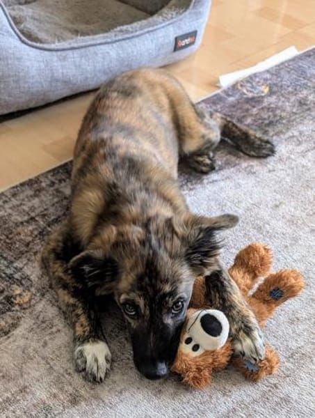 DENVER - wunderbarer Welpenjunge 💖