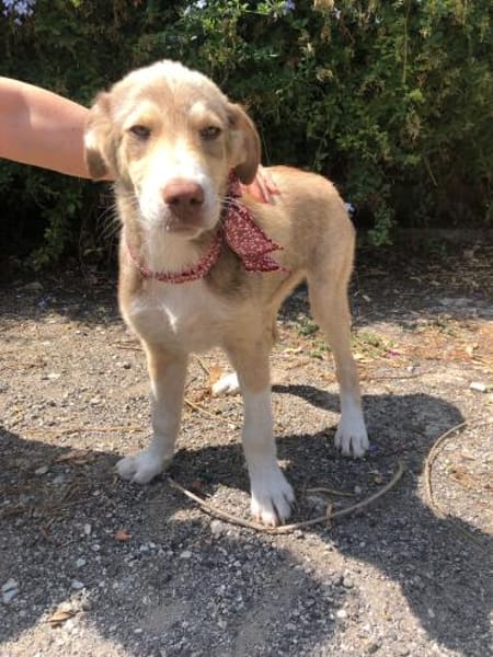 Antonia  Spinone Italiano Mix