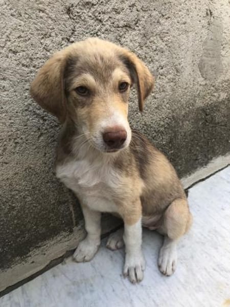 Antonia  Spinone Italiano Mix