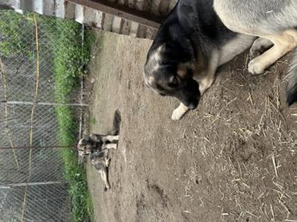 Zuhause/Pflegestelle gesucht für Linus