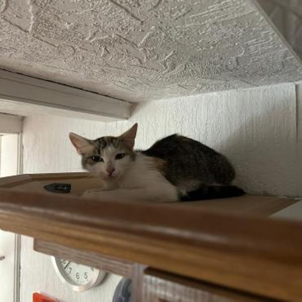 kleine zarte Mama Amy in Lorch