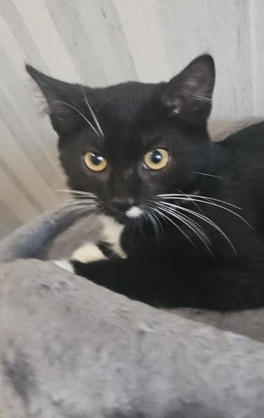 Benny