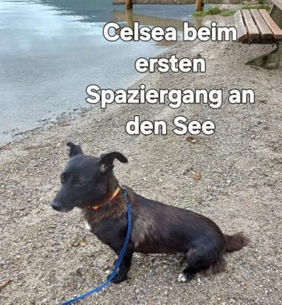 Celsea sucht ihr Kuschelkörbchen