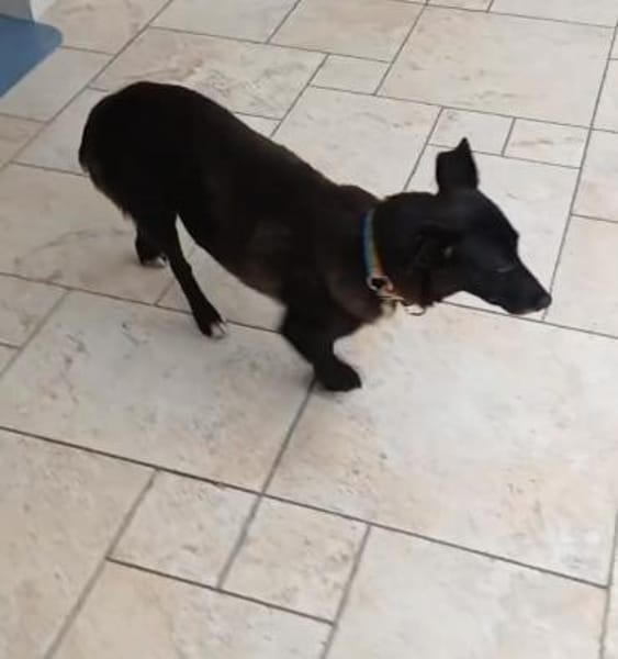 Celsea sucht ihr Kuschelkörbchen