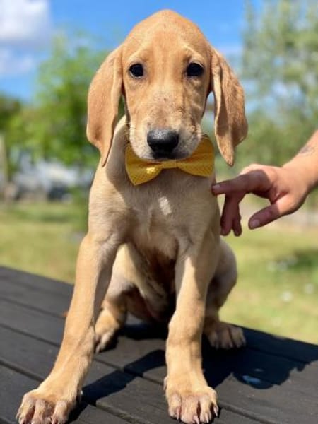 Ross 💛💛💛 liebenswert-sonnig-verspielt