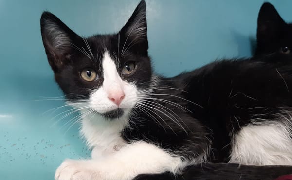 TUXEDO QCT