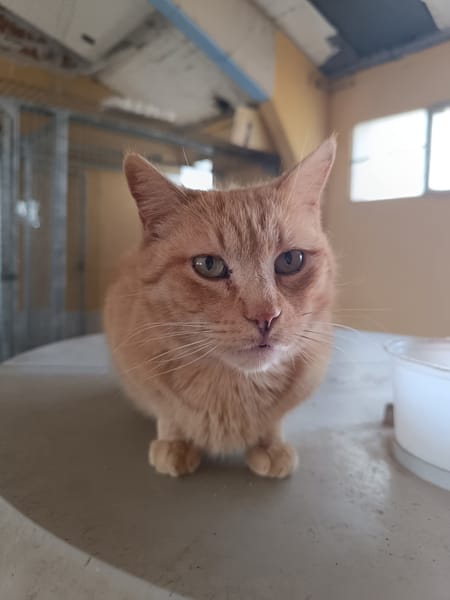 Garfield