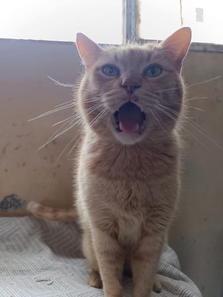 Garfield