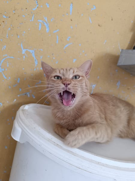 Garfield