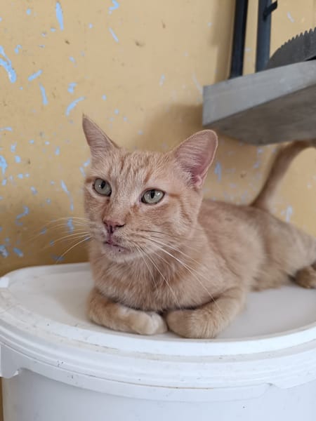 Garfield