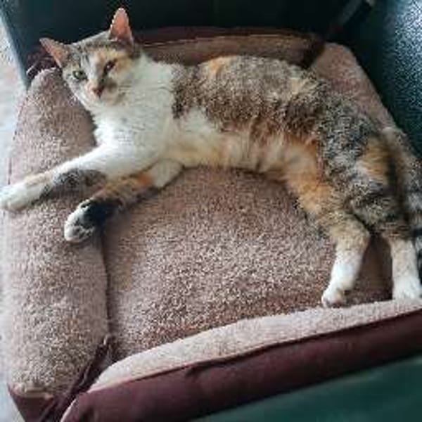Mouckie