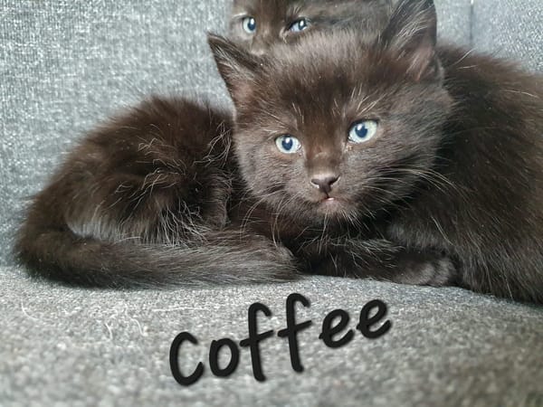 coffee