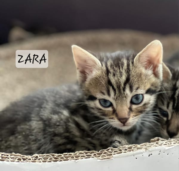 Zara