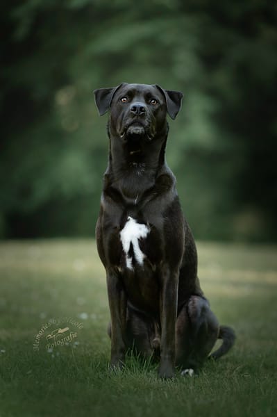 Otis