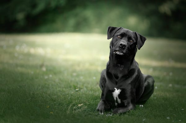 Otis