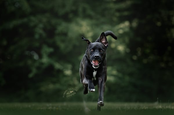 Otis