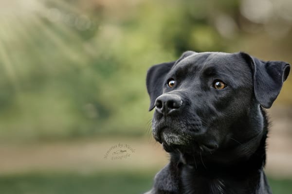 Otis