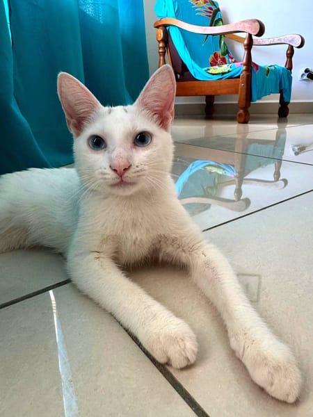 Aby, femelle croisée européen, née le 02/03/2025 🐱