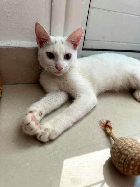 Aby, femelle croisée européen, née le 02/03/2025 🐱