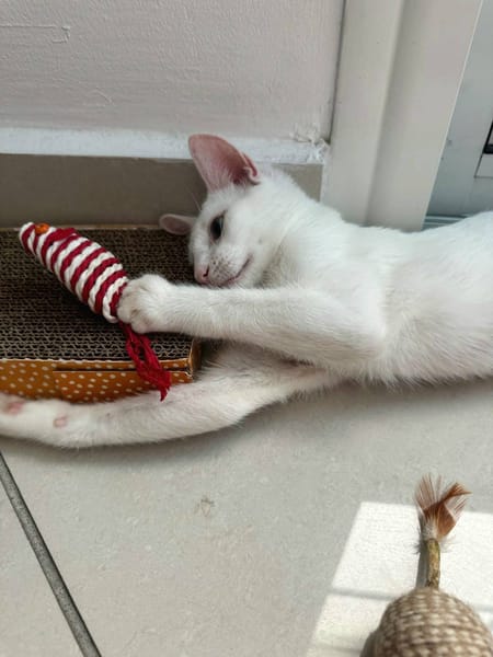 Aby, femelle croisée européen, née le 02/03/2025 🐱