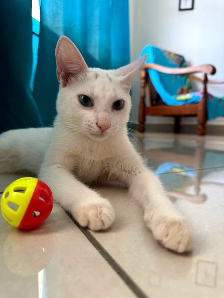 Aby, femelle croisée européen, née le 02/03/2025 🐱