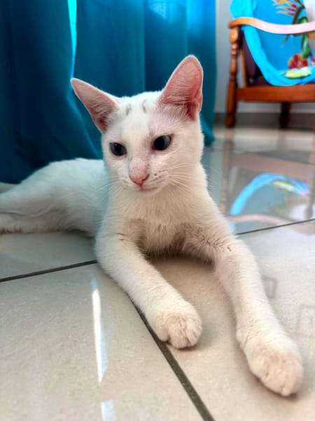 Aby, femelle croisée européen, née le 02/03/2025 🐱