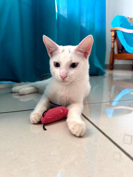 Aby, femelle croisée européen, née le 02/03/2025 🐱