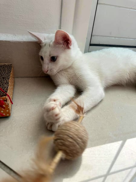 Aby, femelle croisée européen, née le 02/03/2025 🐱