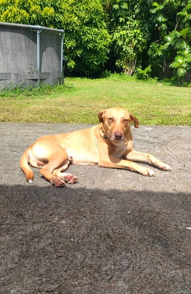 Fifi, mâle croisé berger, né le 15/06/2022 🐶