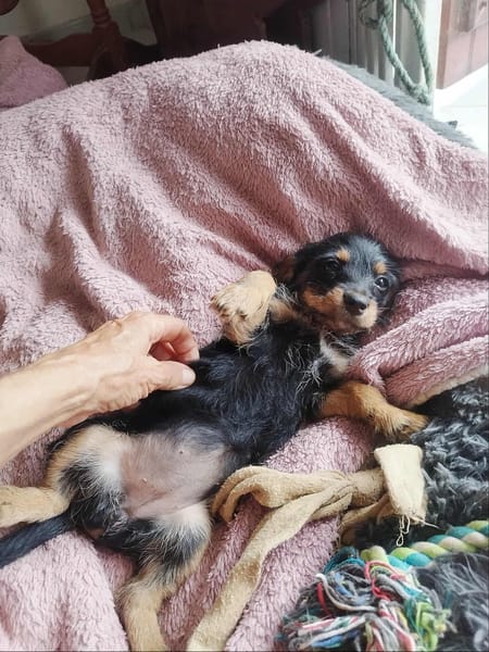 Ataya, un bout de chou d'amour