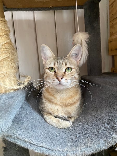 MIMOSA