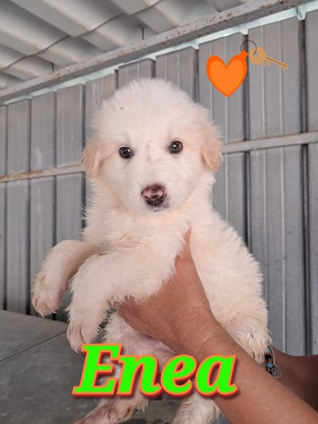 ENEA meraviglioso cucciolo
