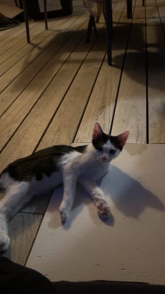 OREO*