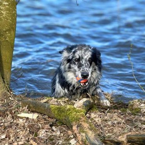 Arlo - ist gut erzogen