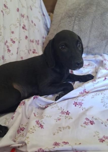 Darcy sucht ein schönes Zuhause