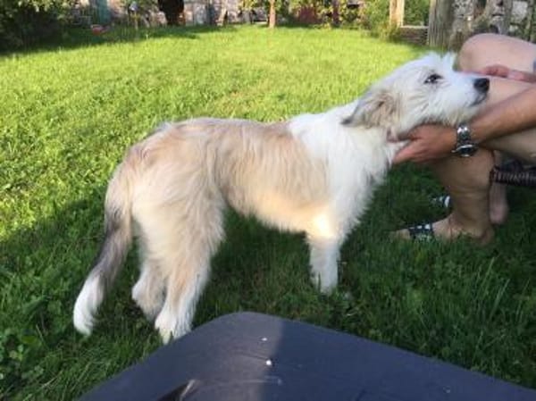 JULA - freundlicher Welpe sucht Zuhause