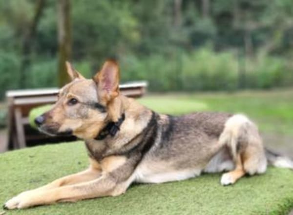 Bailey sucht seine Für-Immer-Familie