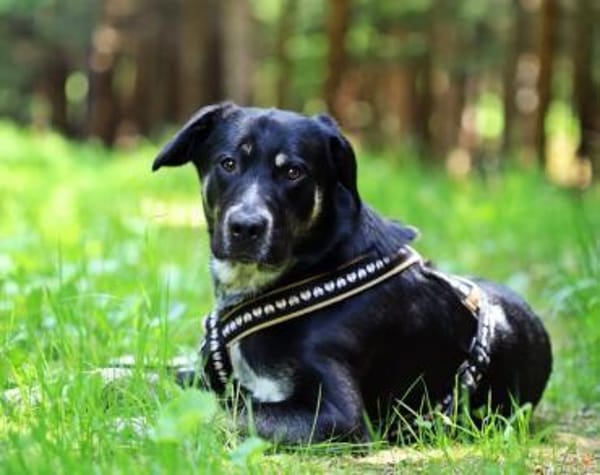Zera sucht ihre Lieblingsmenschen