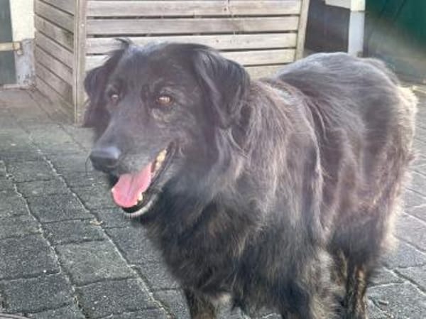 Gordo sucht ein liebevolles Heim