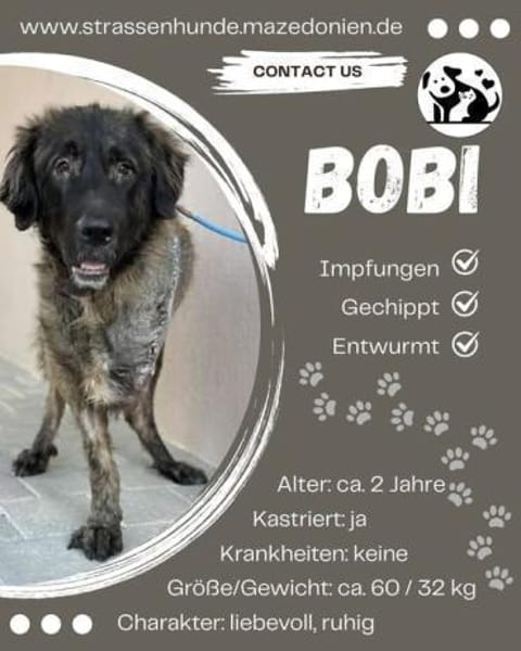 💛 Bobi sucht sein Glück 💛